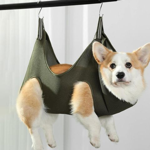 Toilettage Chien / Le Hamac Jackson - Mon Chien Charlie