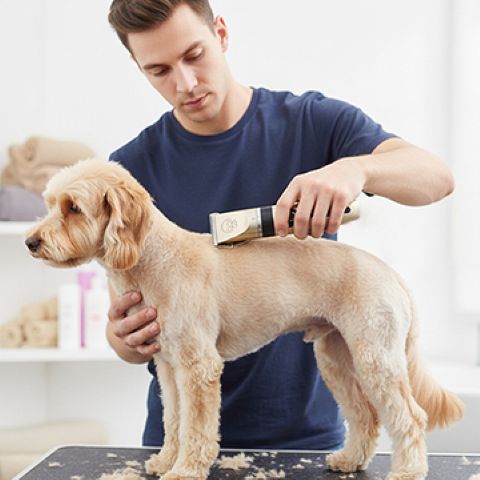 Tondeuse Chien / Troylie - Mon Chien Charlie